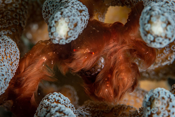 Orangutan Crab in Coral