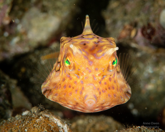 Thornback Cowfish Lactoria fornasini