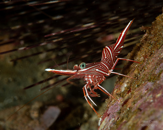 Hinge-beak Shrimp, Rhynchocinetes durbanensis