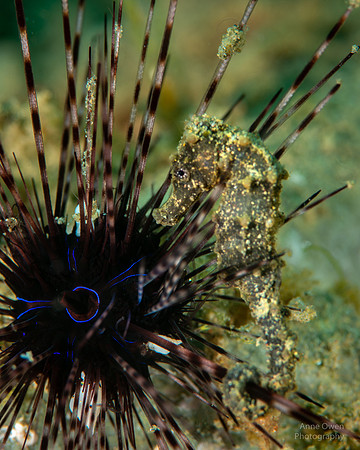 Small Seahorse on Long-spined Urchin