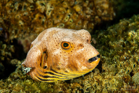 Juvenile Star Puffer