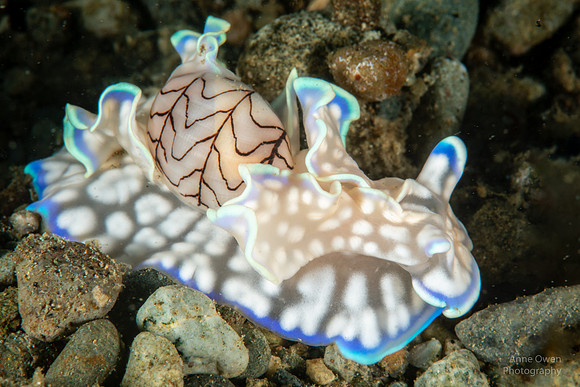 Bubbleshell, Micromelo undatus
