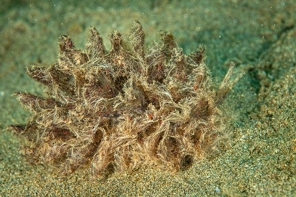 Nudibranch, Polybranchia orientalis