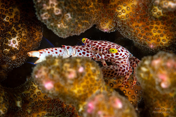 Red-spotted Guard Crab, Trapezia tigrina