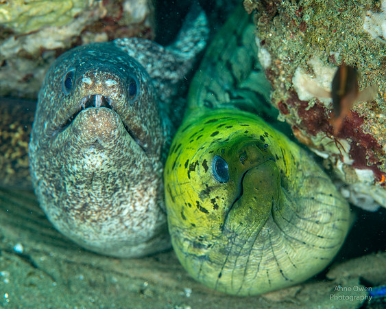 Two Morays in one hole