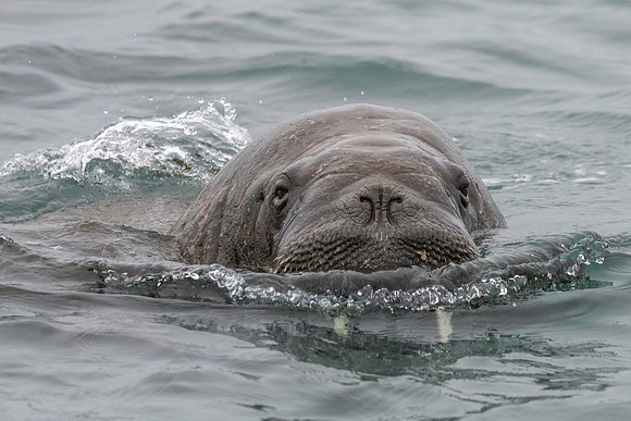 Walrus