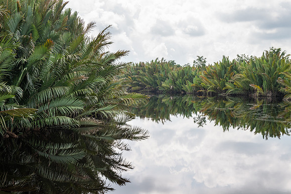 Brackish reaches of Sekonyer River with Nypa Palm