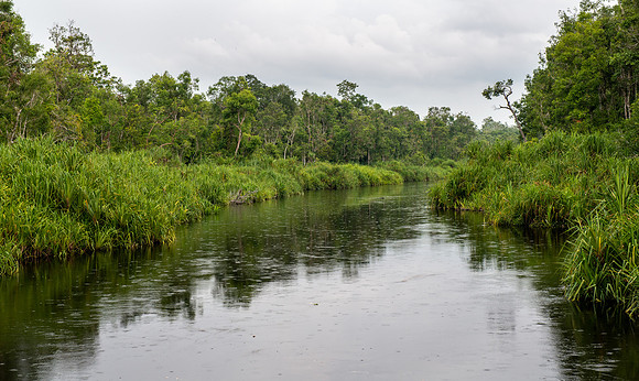 Sekonyer River with rain