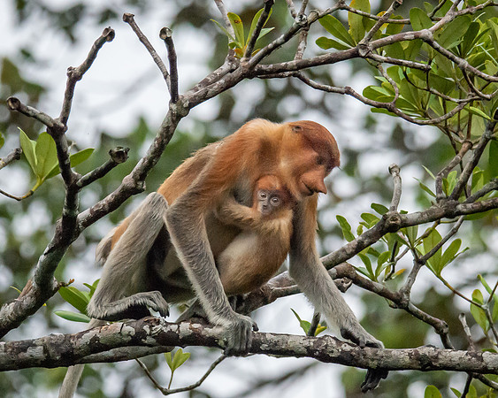 Proboscis Monkey
