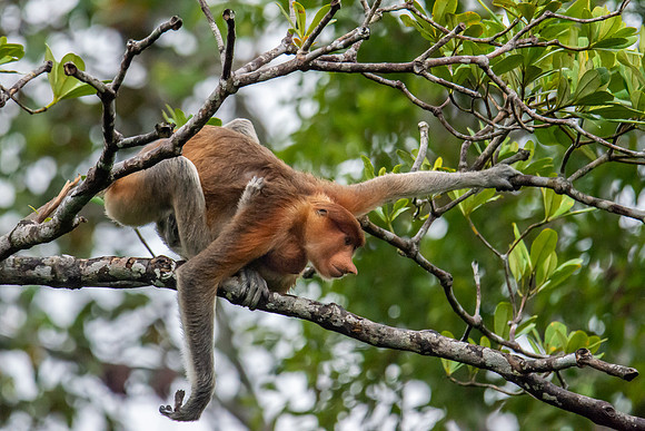 Proboscis Monkey ready to jump