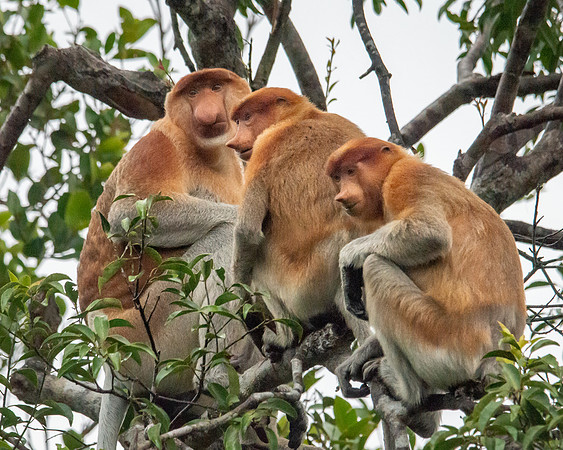 Proboscis Monkeys settling in for the night