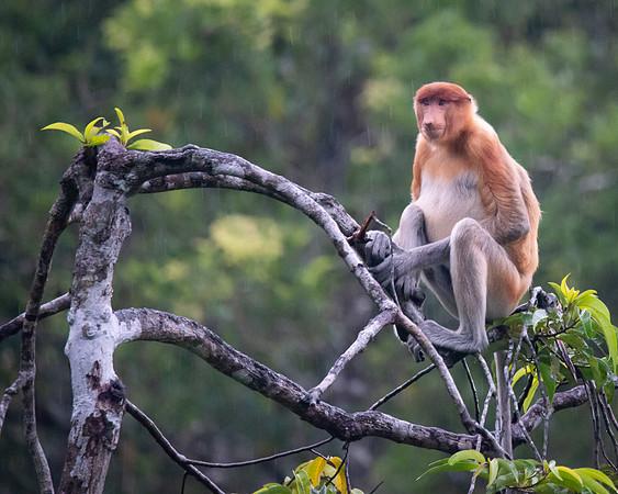 Proboscis monkey in the rain