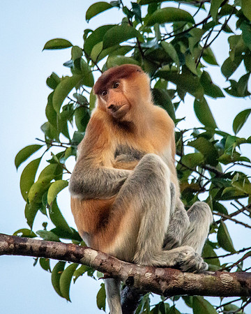 Proboscis Monkey