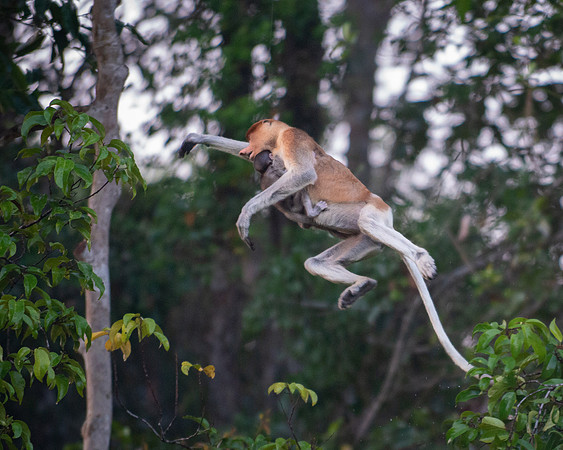 Proboscis monkey with baby, leaping