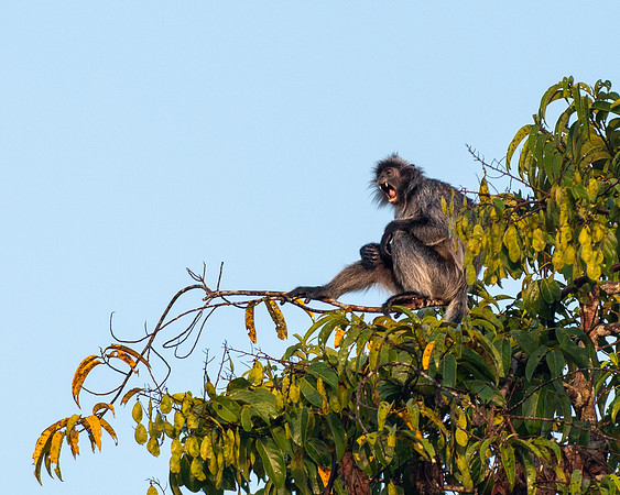 Silvered Langur yawn