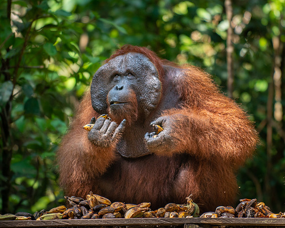 Orangutan alpha male