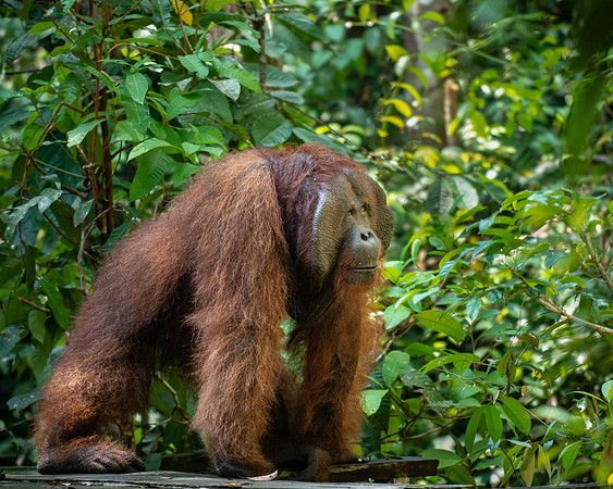 Orangutan alpha male alerting