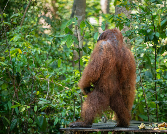 Orangutan Alpha male alerting to rival close by