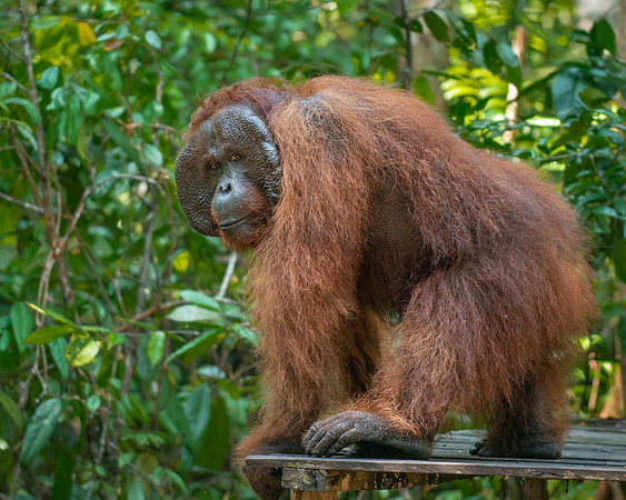 Orangutan alpha male