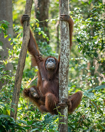 Orangutan female and baby