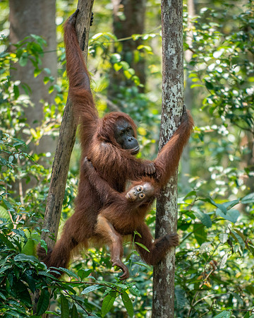 Orangutan female and baby