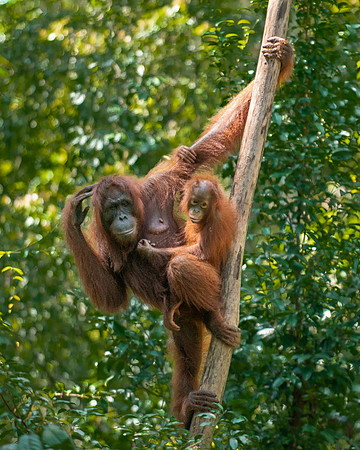 Orangutan female and baby