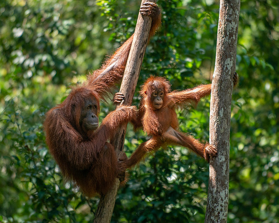 Oranutan female and baby