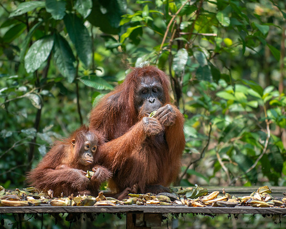 Orangutan female and baby at feeding platform
