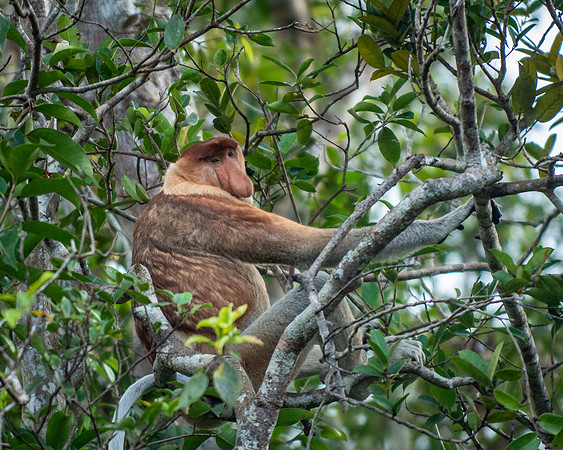 Proboscis Monkey male