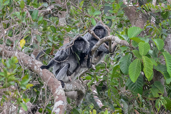 Silvered Langur pair