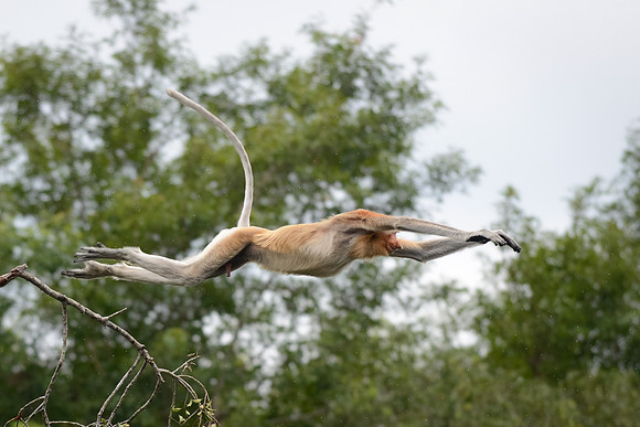 Proboscis Monkey leaping