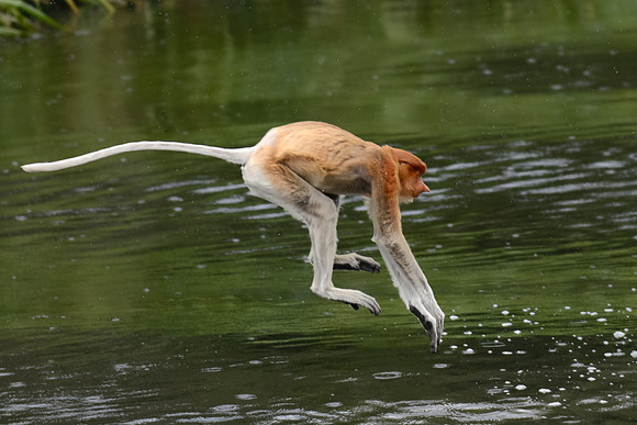 Proboscis Monkey about to splashdown