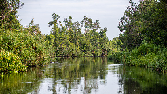 Sekonyer River upper reaches