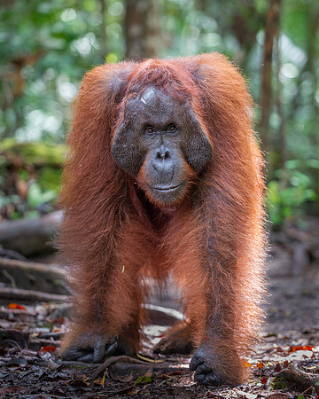 Orangutan male at eye level