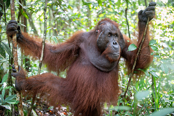 Orangutan male with bite from fight with a rival