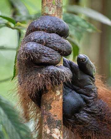 Orangutan hand