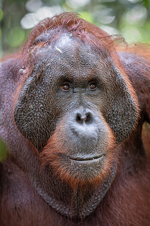 Orangutan male showing bites from rival male