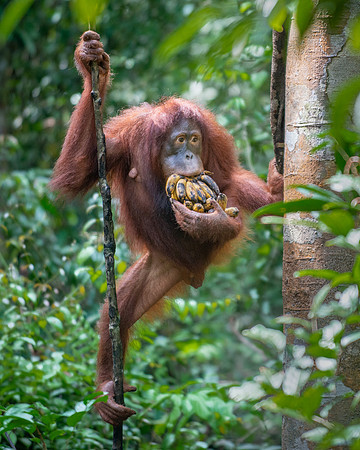 Orangutan female makes a getaway from feeding platform