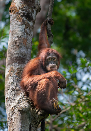Orangutan female with banana booty