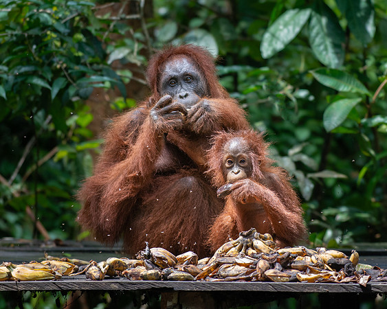 Orangutan female with baby at feeding platform