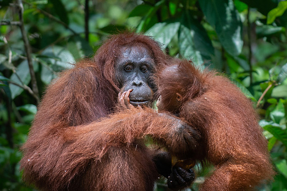 Orangutan female with babay
