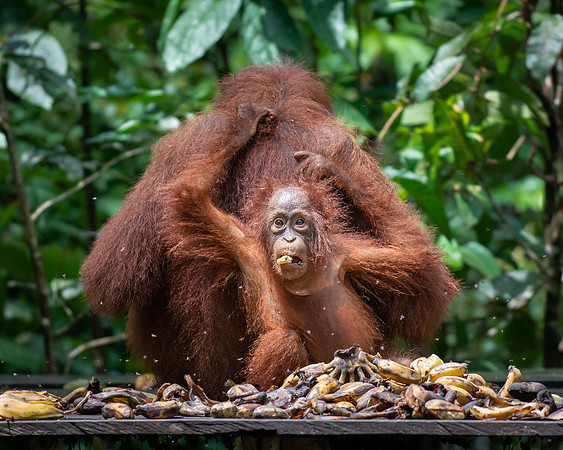 Orangutan female with baby at feeding platform
