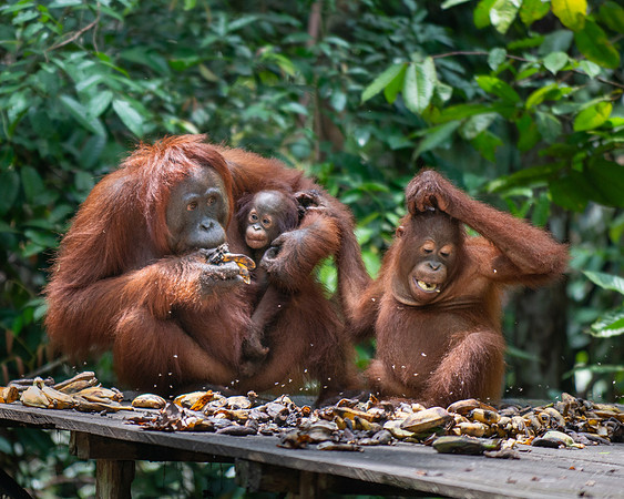 Orangutan female with baby and older offspring