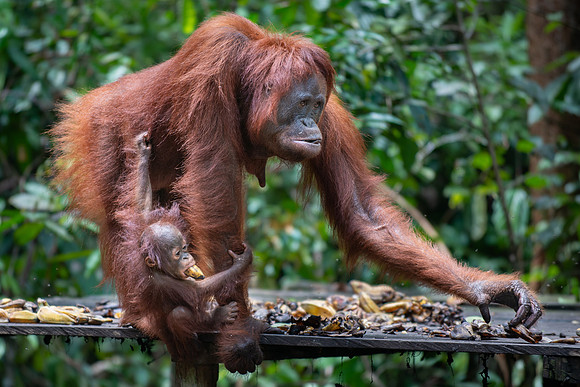 Orangutan female with baby at feeding platform