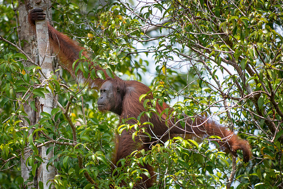 Orangutan fully wild male