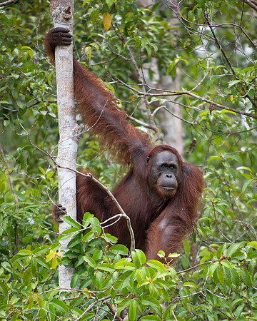 Orangutan fully-wild male