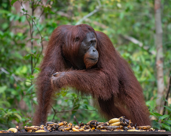 Orangutan female on alert