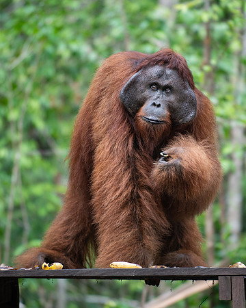 Orangutan alpha male