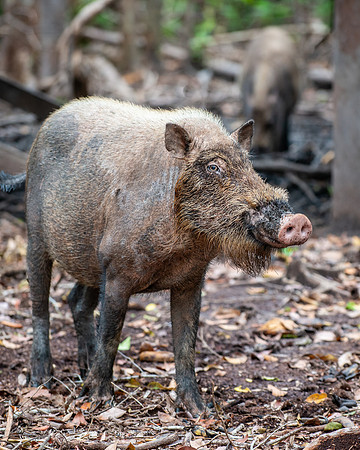 Bearded Pig, endemic to Borneo