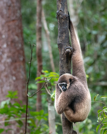 Gibbon